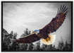 großer fliegender Adler auf Leinwandbild gerahmt Größe 100x70