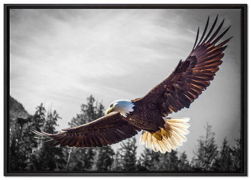 großer fliegender Adler auf Leinwandbild gerahmt Größe 100x70