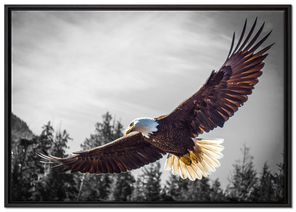 großer fliegender Adler auf Leinwandbild gerahmt Größe 100x70