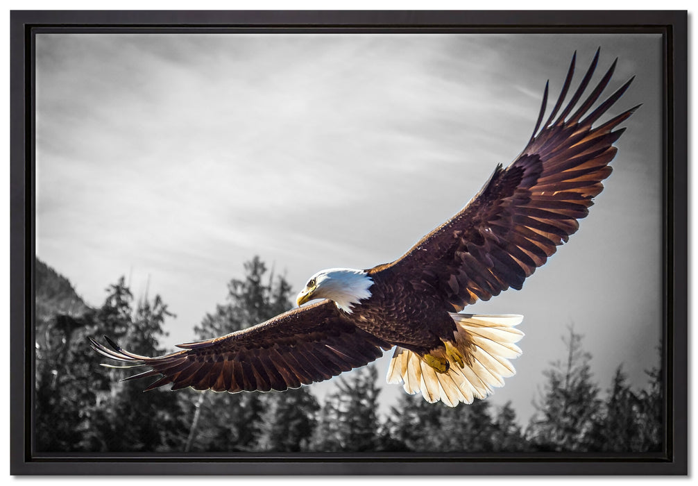 großer fliegender Adler auf Leinwandbild gerahmt Größe 60x40