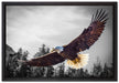 großer fliegender Adler auf Leinwandbild gerahmt Größe 60x40