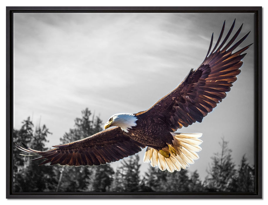 großer fliegender Adler auf Leinwandbild gerahmt Größe 80x60