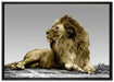 majestätischer Löwe auf Fels auf Leinwandbild gerahmt Größe 100x70
