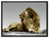 majestätischer Löwe auf Fels auf Leinwandbild gerahmt Größe 80x60
