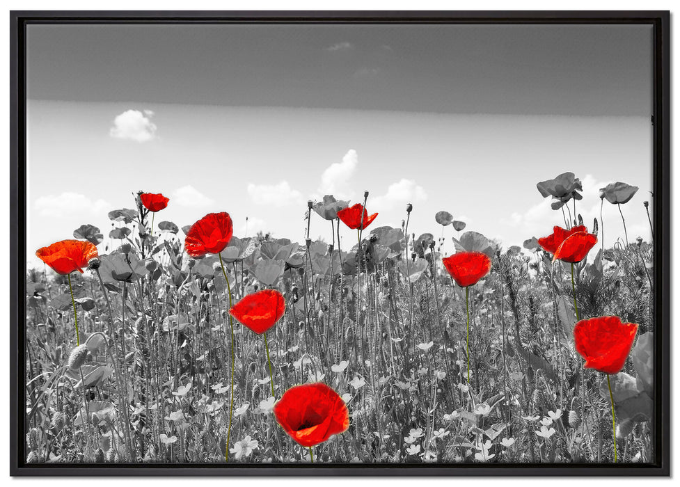 schöner rot leuchtender Mohn auf Leinwandbild gerahmt Größe 100x70