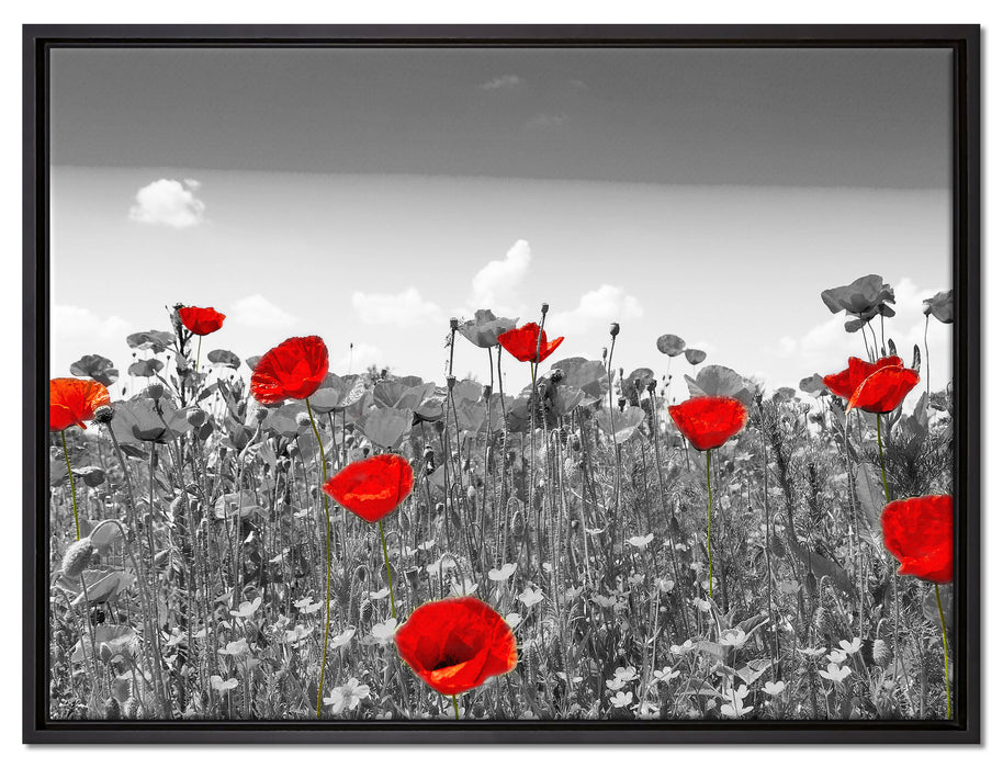 schöner rot leuchtender Mohn auf Leinwandbild gerahmt Größe 80x60