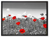 schöner rot leuchtender Mohn auf Leinwandbild gerahmt Größe 80x60