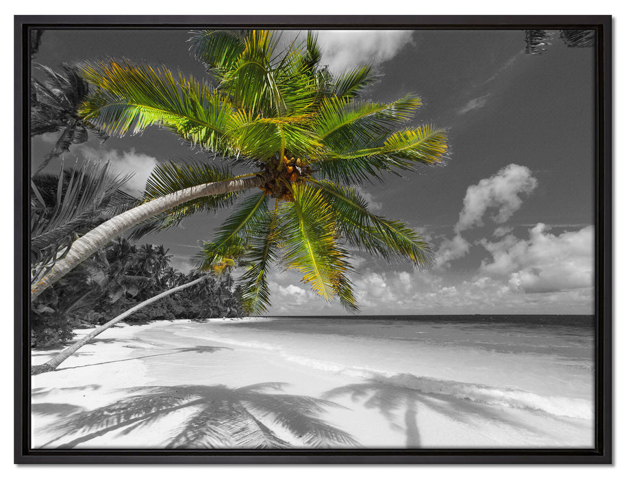 riesige Palme über Strand auf Leinwandbild gerahmt Größe 80x60