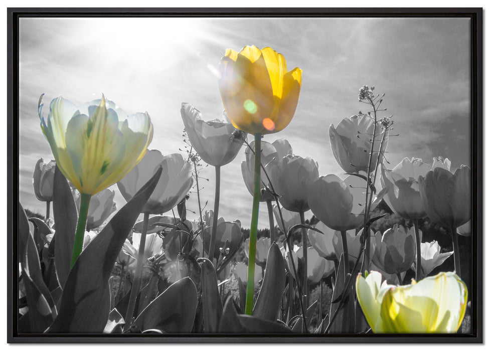 wunderschöne Tulpenwiese auf Leinwandbild gerahmt Größe 100x70
