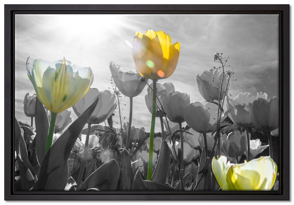 wunderschöne Tulpenwiese auf Leinwandbild gerahmt Größe 60x40