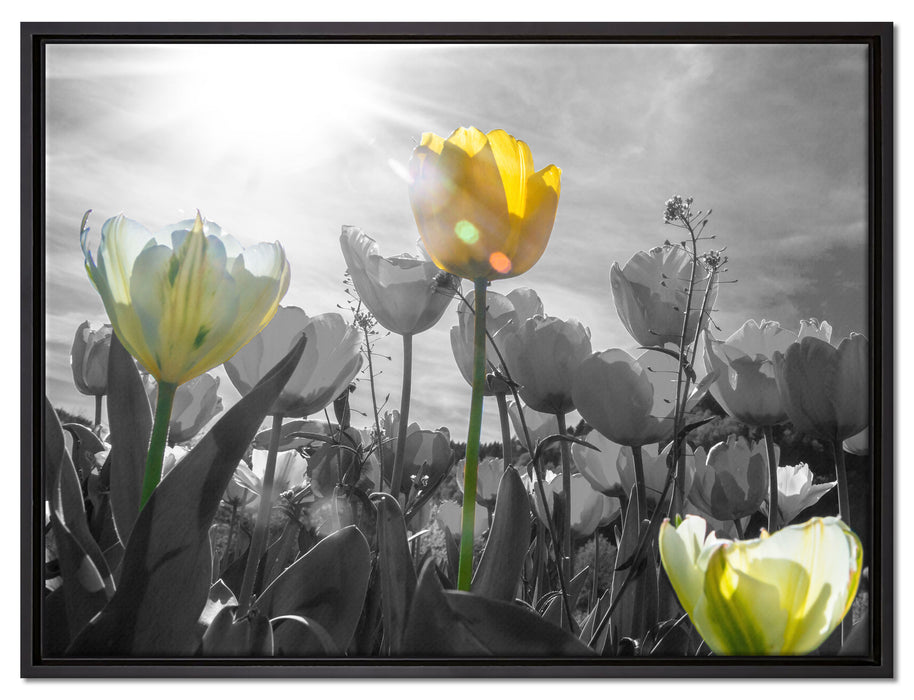 wunderschöne Tulpenwiese auf Leinwandbild gerahmt Größe 80x60