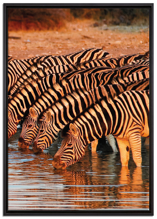 Safari mit Zebras in Afrika auf Leinwandbild gerahmt Größe 100x70
