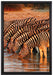 Safari mit Zebras in Afrika auf Leinwandbild gerahmt Größe 60x40