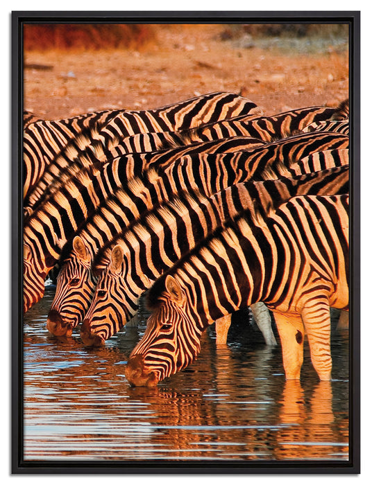 Safari mit Zebras in Afrika auf Leinwandbild gerahmt Größe 80x60