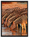 Safari mit Zebras in Afrika auf Leinwandbild gerahmt Größe 80x60