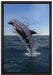 Delphin sprint im Meer auf Leinwandbild gerahmt Größe 60x40