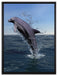 Delphin sprint im Meer auf Leinwandbild gerahmt Größe 80x60