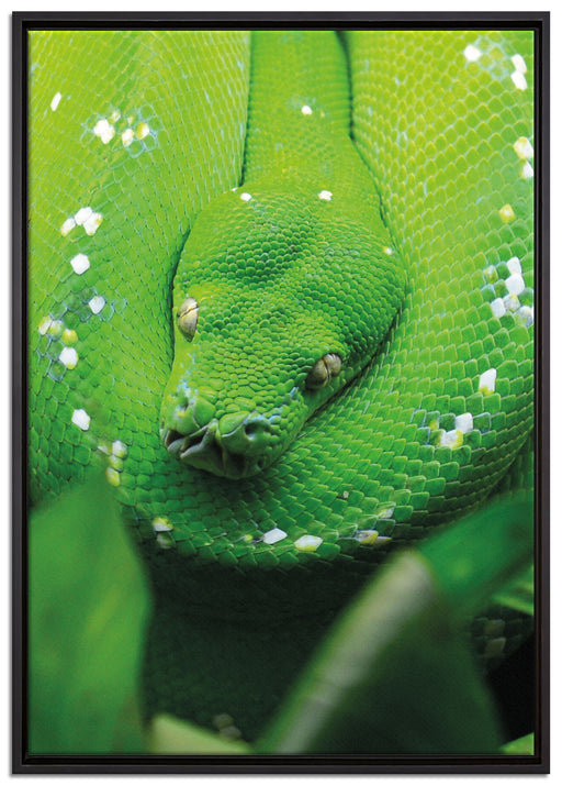 Grüne giftige Schlange auf Leinwandbild gerahmt Größe 100x70