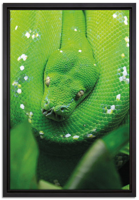 Grüne giftige Schlange auf Leinwandbild gerahmt Größe 60x40