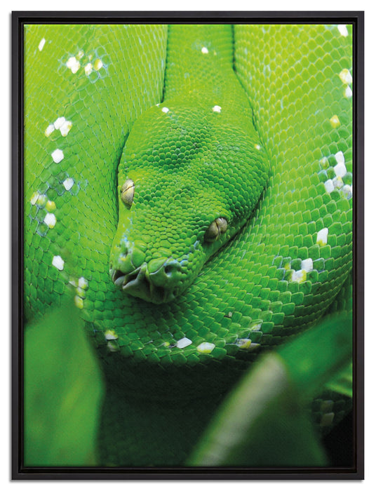 Grüne giftige Schlange auf Leinwandbild gerahmt Größe 80x60