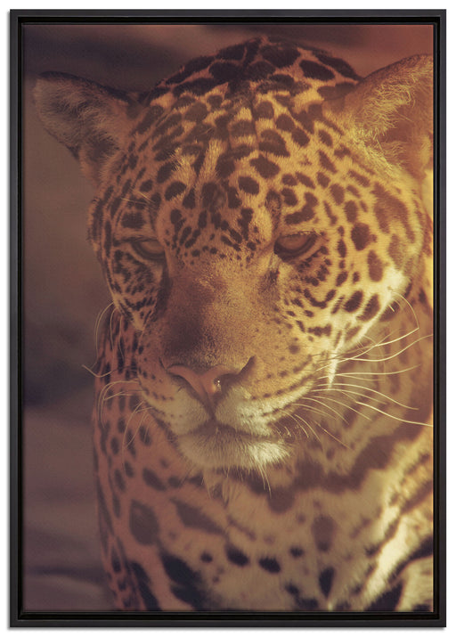 Wunderschöner Leopard auf Leinwandbild gerahmt Größe 100x70