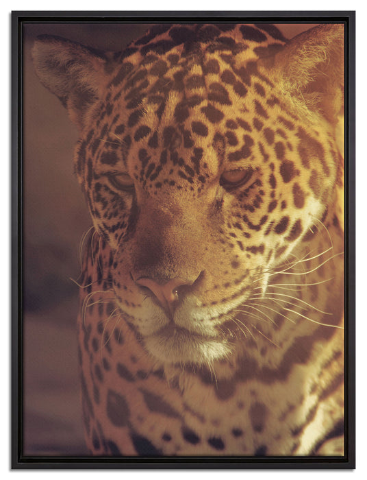 Wunderschöner Leopard auf Leinwandbild gerahmt Größe 80x60