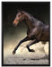 Dark Schwarzer Hengst auf Leinwandbild gerahmt Größe 80x60