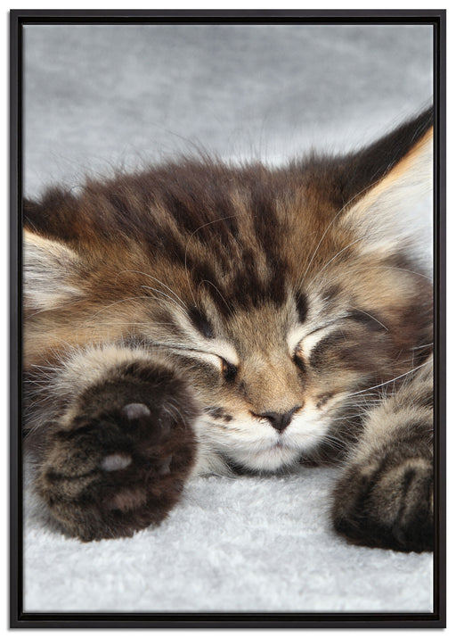 Süße Baby Katze auf Leinwandbild gerahmt Größe 100x70
