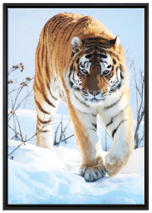 Tiger im Schnee auf Leinwandbild gerahmt Größe 100x70