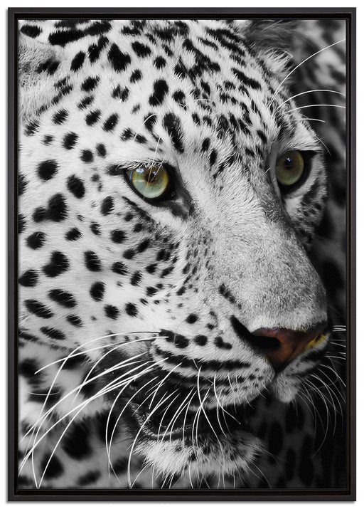 Weißer Leopard auf Leinwandbild gerahmt Größe 100x70