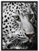 Weißer Leopard auf Leinwandbild gerahmt Größe 80x60