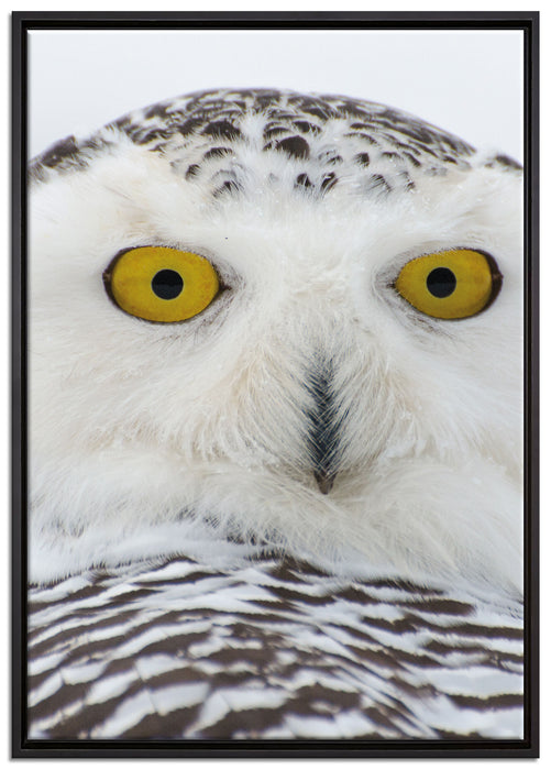 Schnee-Eule auf Leinwandbild gerahmt Größe 100x70