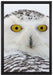 Schnee-Eule auf Leinwandbild gerahmt Größe 60x40