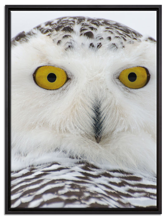 Schnee-Eule auf Leinwandbild gerahmt Größe 80x60