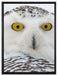 Schnee-Eule auf Leinwandbild gerahmt Größe 80x60