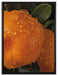 Wassertropfen auf Orangen auf Leinwandbild gerahmt Größe 80x60