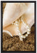 Muschel mit Perle Sand Strand auf Leinwandbild gerahmt Größe 60x40