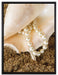 Muschel mit Perle Sand Strand auf Leinwandbild gerahmt Größe 80x60