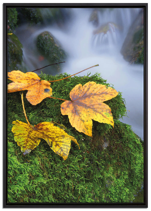 Herbst Gräser Wald auf Leinwandbild gerahmt Größe 100x70