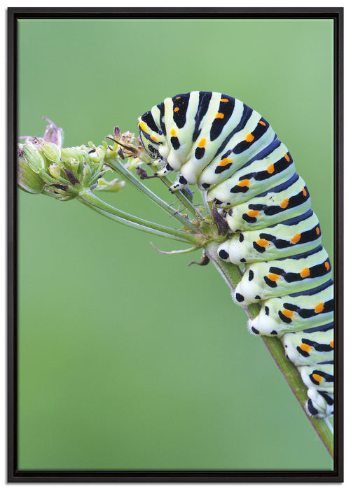 Grüne Raupe auf Ast Tiere auf Leinwandbild gerahmt Größe 100x70
