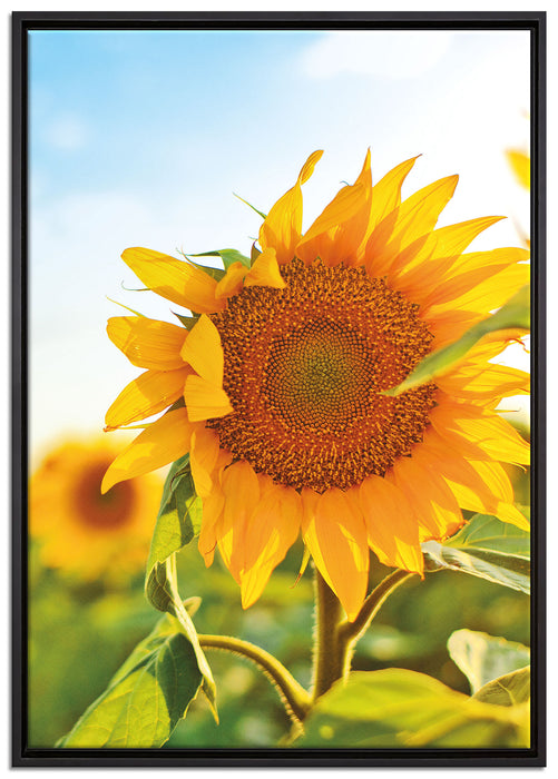 Sonnenblumenfeld SonnenblumeSonne auf Leinwandbild gerahmt Größe 100x70