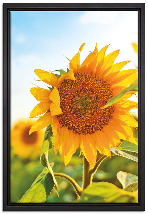 Sonnenblumenfeld SonnenblumeSonne auf Leinwandbild gerahmt Größe 60x40
