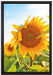 Sonnenblumenfeld SonnenblumeSonne auf Leinwandbild gerahmt Größe 60x40