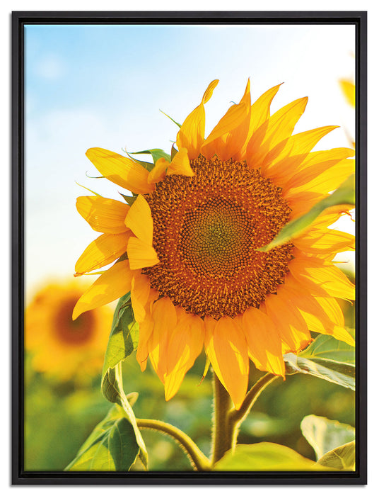 Sonnenblumenfeld SonnenblumeSonne auf Leinwandbild gerahmt Größe 80x60