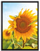 Sonnenblumenfeld SonnenblumeSonne auf Leinwandbild gerahmt Größe 80x60