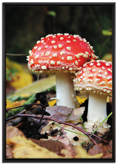 Pilz im Wald auf Leinwandbild gerahmt Größe 100x70