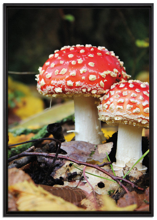 Pilz im Wald auf Leinwandbild gerahmt Größe 100x70