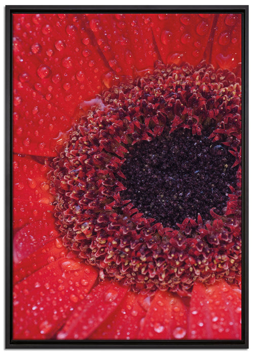 Wassertropfen auf roter Blüte auf Leinwandbild gerahmt Größe 100x70