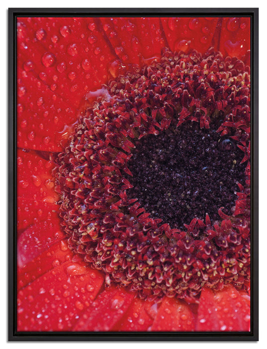 Wassertropfen auf roter Blüte auf Leinwandbild gerahmt Größe 80x60