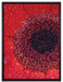 Wassertropfen auf roter Blüte auf Leinwandbild gerahmt Größe 80x60